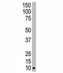 NEDD8 Antibody