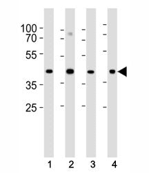 Western blot analysis of lysate from (1) HeLa, (2) U-87 MG, (3) rat C6 cell line and (4) mouse heart