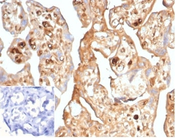 IHC staining of FFPE human placental tissue with recombinant Alpha Fetoprotein antibody (clone AFP/7