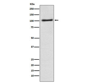 AP2A1 Antibody / Alpha 1 adaptin