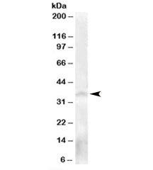 NANOS Antibody