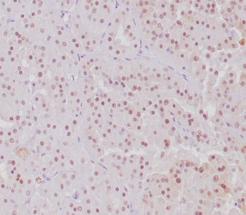 TFE3 Antibody / Transcription factor E3