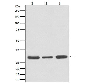 Western blot testing of 1) human Jurkat, 2) mouse NIH 3T3 and 3) rat brain tissue lysate with Caspas