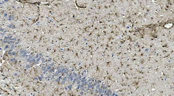 GFAP Antibody