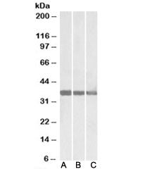 MDH1 Antibody