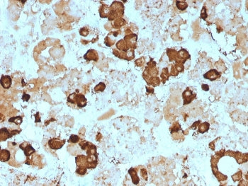 IHC staining of FFPE human pituitary gland with POMC antibody (clone 57). HIER: boil tissue sections
