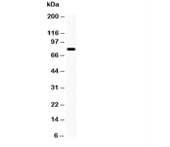FE65 Antibody