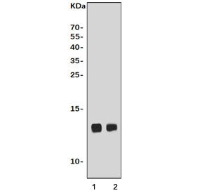 Western blot testing of 1) rat heart and 2) mouse heart tissue lysate with Cox6a2 antibody. Predicte