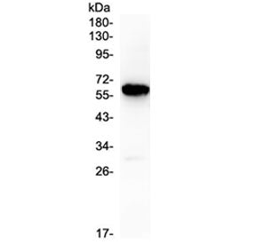 Western blot testing of human placenta lysate with CD138 antibody at 0.5ug/ml. Predicted molecular w