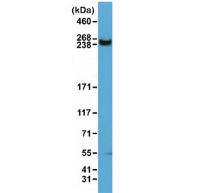 mTOR Antibody