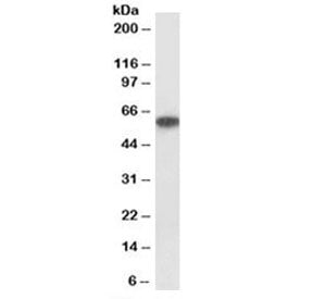 P2rx4 Antibody