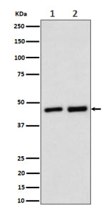 Western blot analysis of Annexin 7 expression in (1) human Jurkat cell lysate; (2) rat kidney lysate