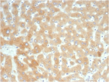 IHC staining of FFPE human liver tissue with recombinant Retinol Binding Protein 4 antibody (clone R
