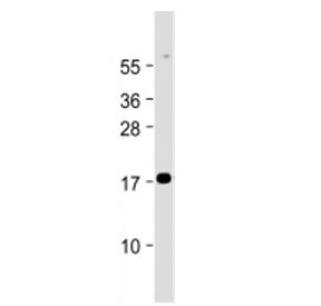 Chemerin / RARRES2 Antibody (N-Terminal)