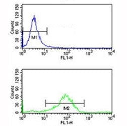 RAB7 antibody flow cytometry analysis of K562 cells (bottom histogram) compared to a negative contro