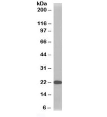 TMS1 Antibody