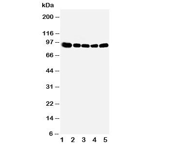 OSBP Antibody