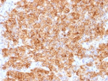 IHC analysis of FFPE human parathyroid gland stained with recombinant Chromogranin A antibody (clone