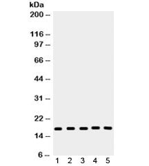 Caspase-2 Antibody