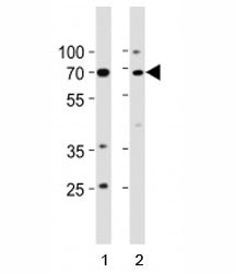 p73 Antibody