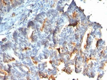 IHC staining of FFPE human small intestine with recombinant Mucin-1 antibody. HIER: boil tissue sect