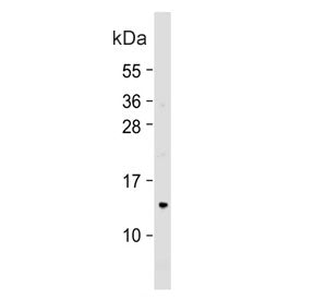 COX7A2L Antibody