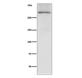 Dystrophin Antibody / DMD