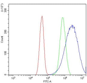 ICAD Antibody