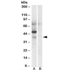 Apolipoprotein L4 Antibody