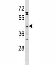 GPR120 Antibody