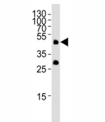 Pou5f1 Antibody OCT4 (Zebrafish)