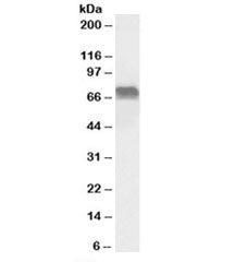 LMO6 Antibody