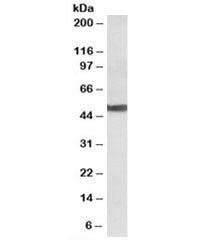 CYP24A1 Antibody