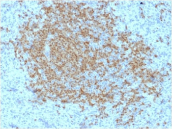POU2AF1 Antibody / BOB-1