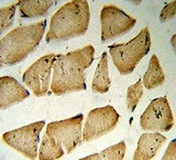 IHC testing of FFPE human skeletal muscle tissue with Microfibrillar-associated protein 5 antibody. 