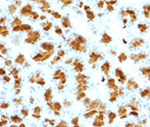 CELA3B Antibody / Elastase 3B