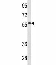 IGHD Antibody