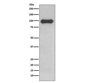 CD19 Antibody / B-lymphocyte marker