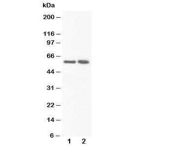 FMO3 Antibody