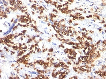 Milk Fat Globule Antibody (MFG-E8, Lactadherin)
