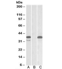 Western blot testing of HEK293 lysate overexpressing human PIM2-MYC with PIM2 antibody (0.1ug/ml) in
