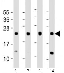 LITAF Antibody / SIMPLE