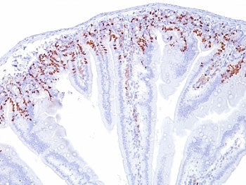 Bromodeoxyuridine / BrdU Antibody