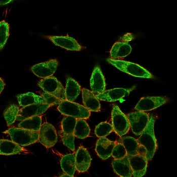 Immunofluorescent staining of PFA-fixed human HeLa cells with SFMBT2 antibody (clone PCRP-SFMBT2-2E1