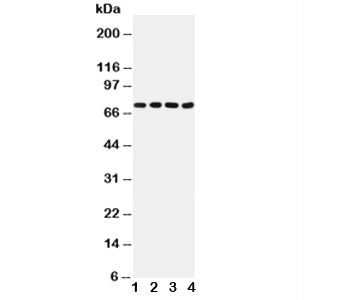 Tau Antibody