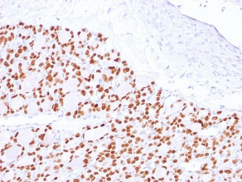 PAX8 Antibody