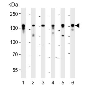 Western blot testing of 1) human Jurkat, 2) human HT-29 and mouse 3) BA/F9, 4) F9, 5) cerebellum and
