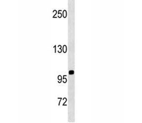 CD43 Antibody