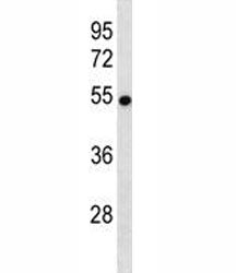 VANGL2 Antibody