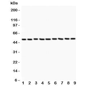 CSK Antibody